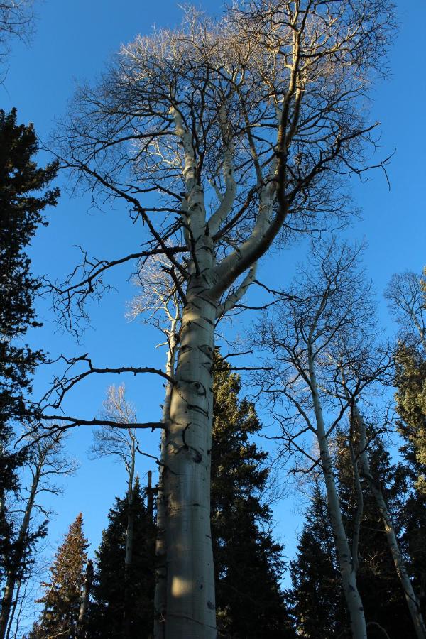 | Arrowhead Mountain Lodge