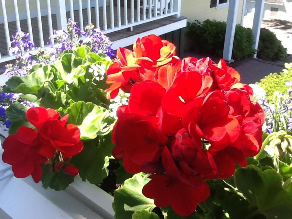 | Harbor House Inn