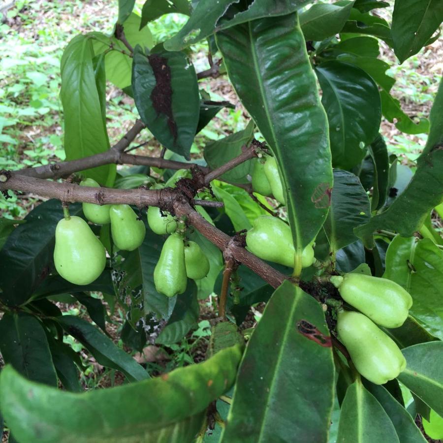  | Coffee Garden BnB
