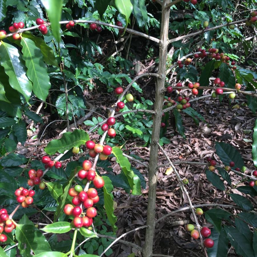  | Coffee Garden BnB