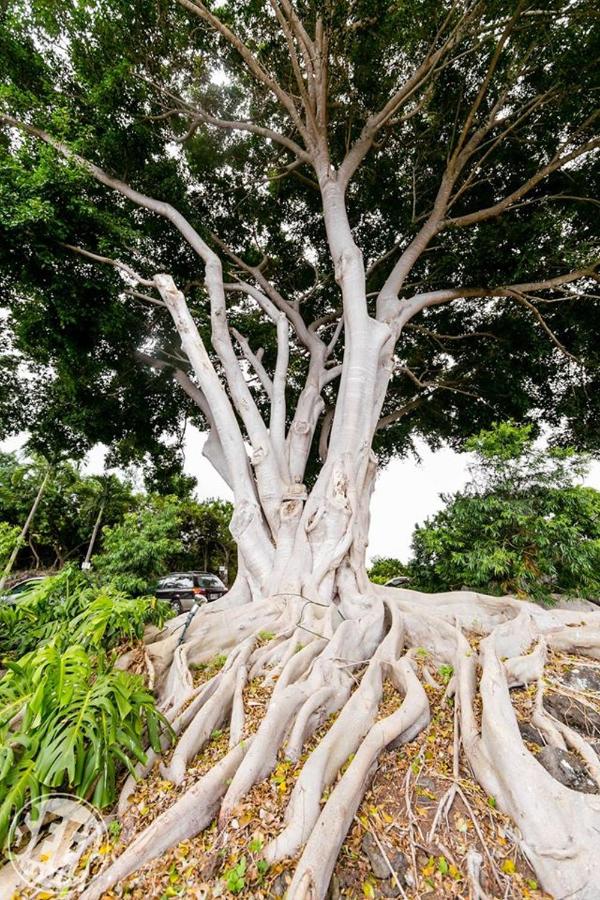 | Banyan Tree Sanctuary Guest House