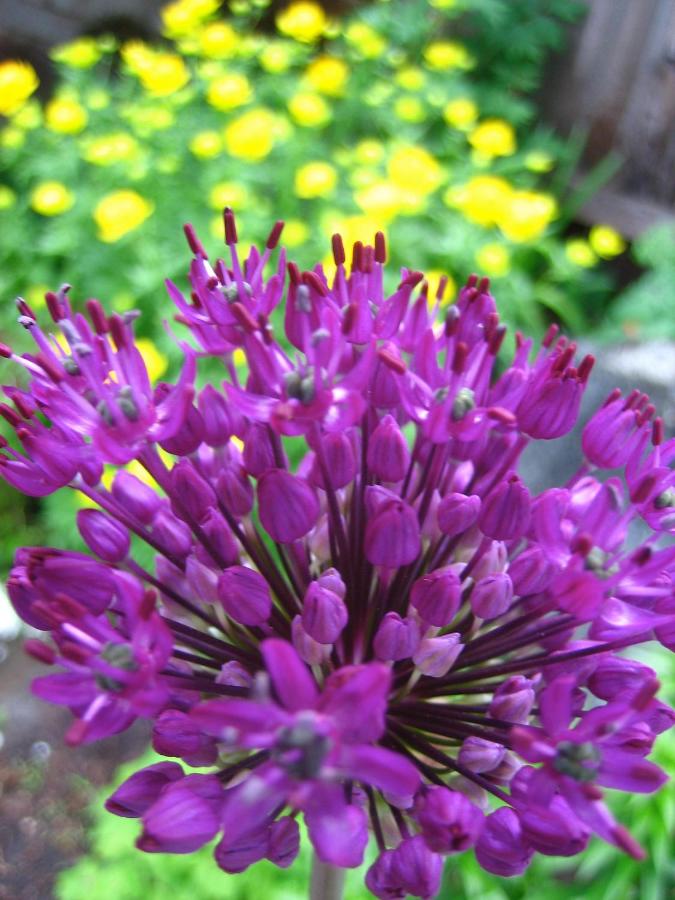 | Gardenside Bed and Breakfast