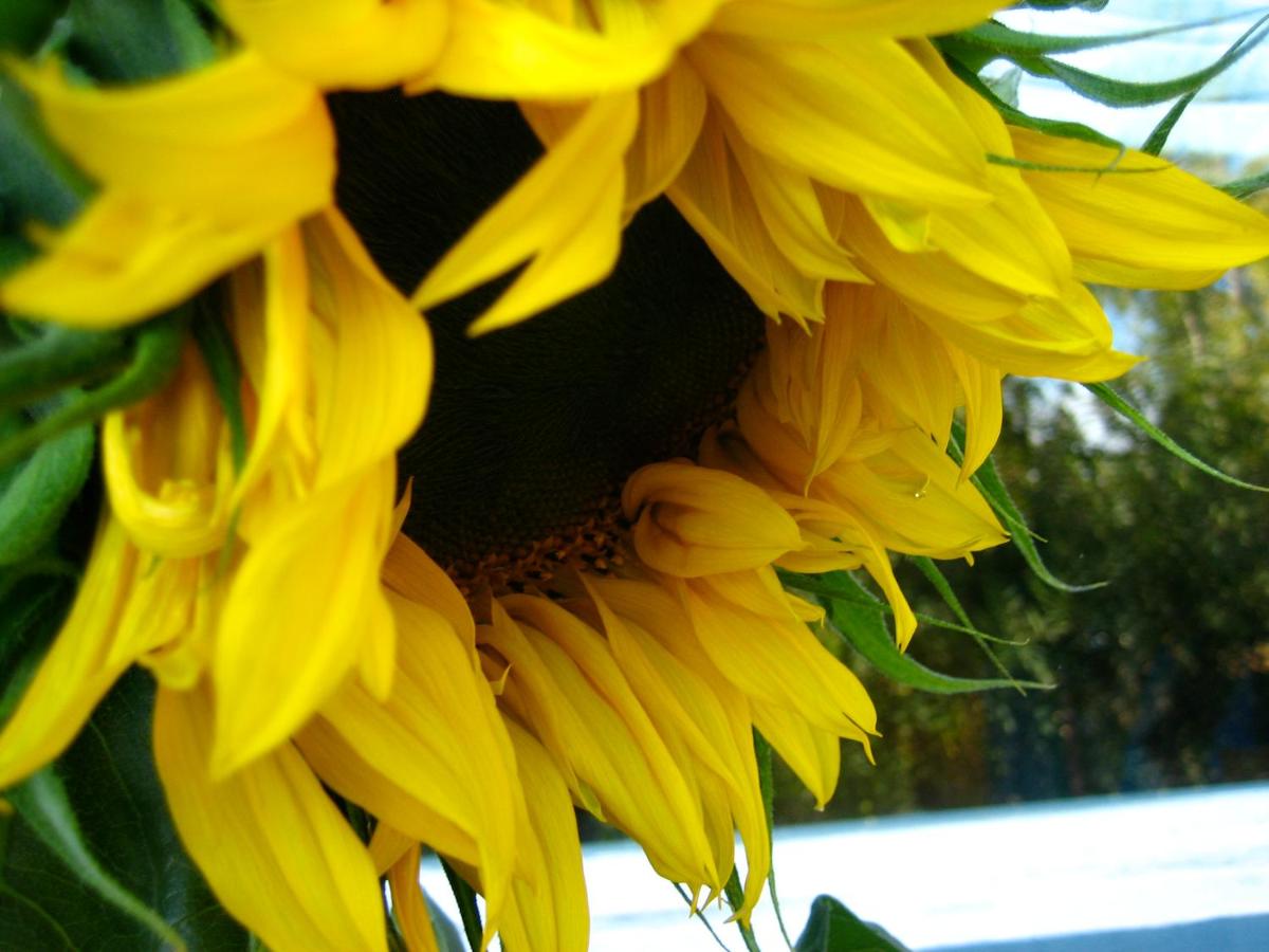  | Gardenside Bed and Breakfast