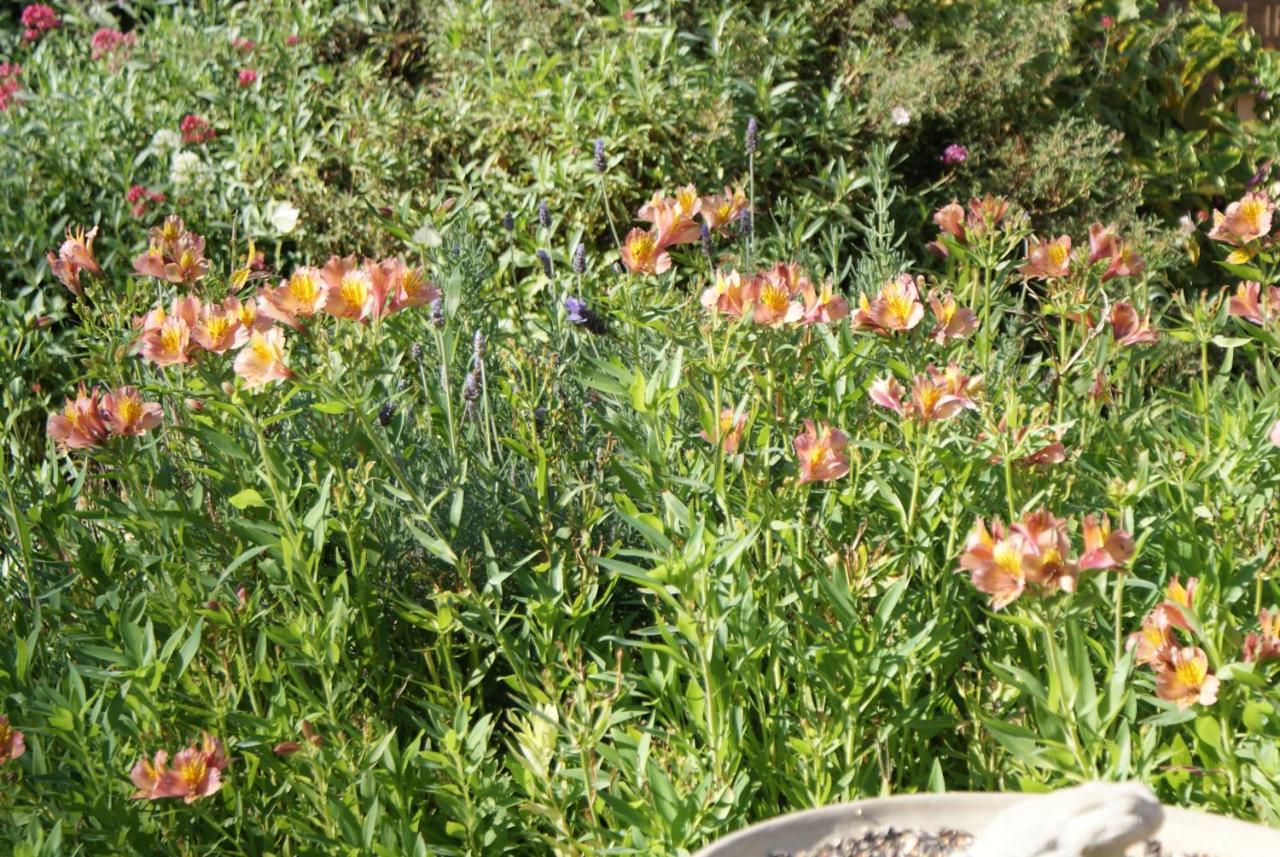 | Olallieberry Inn Bed and Breakfast