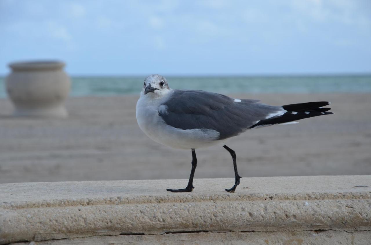 | La Terrace Oceanfront