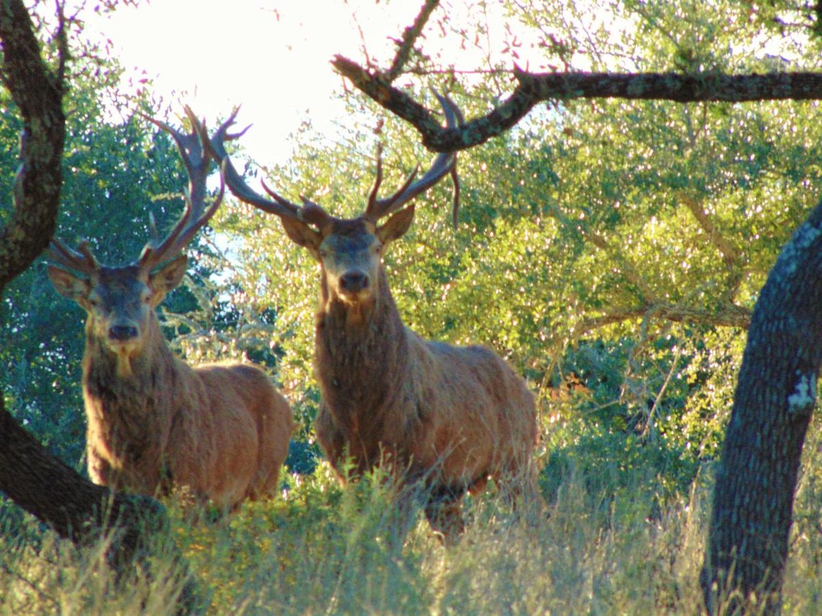 | Glory Hills Ranch