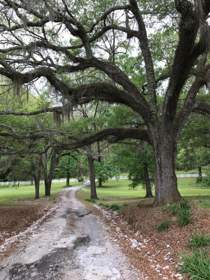 | Canemount Plantation Inn