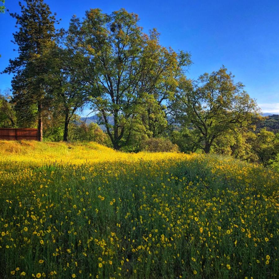 | Sequoia Resort