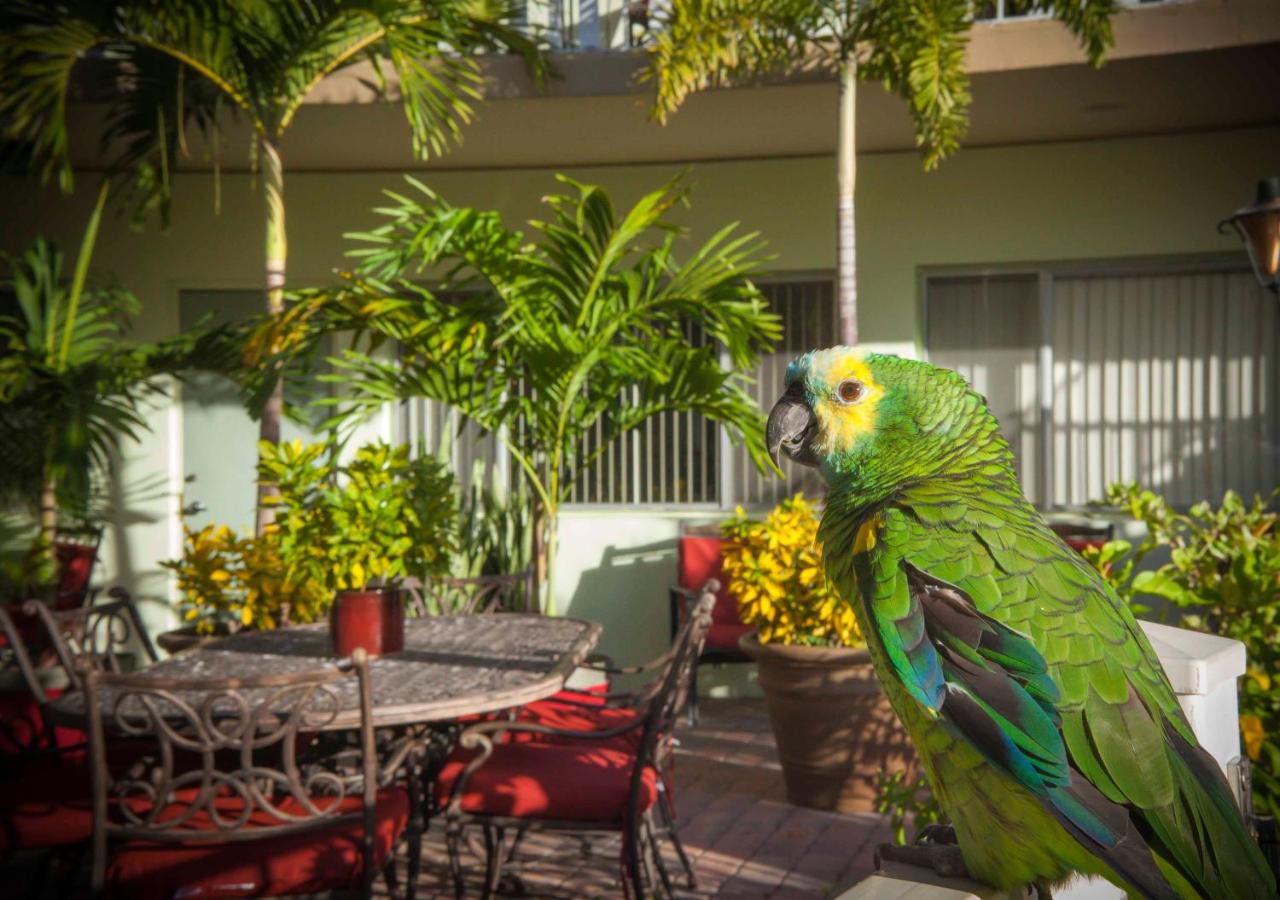 | The Big Coconut Guesthouse - Gay Men's Resort