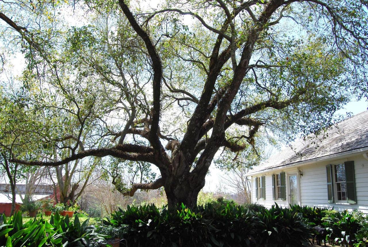 | Glenfield Plantation Historic Antebellum Bed and Breakfast