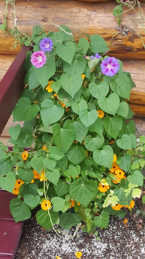 | Talkeetna Fireweed Cabins