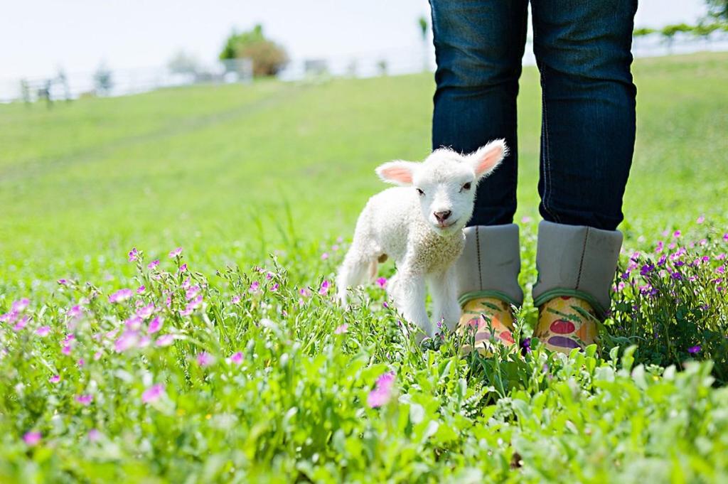  | Rêves de Moutons