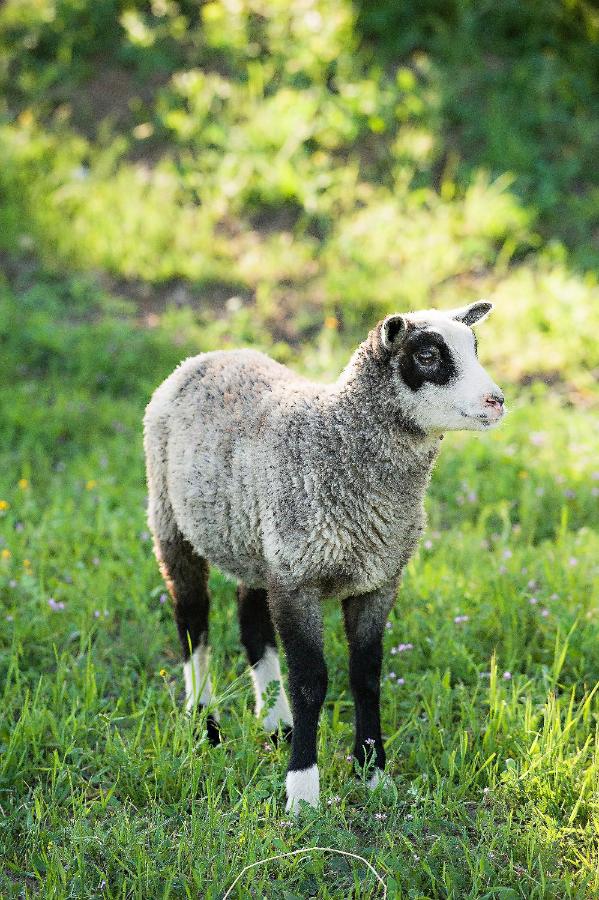  | Rêves de Moutons