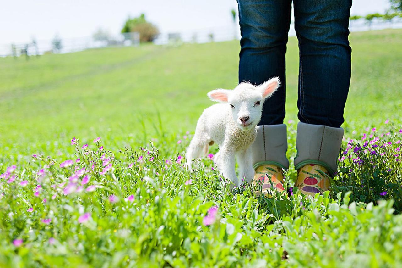  | Rêves de Moutons