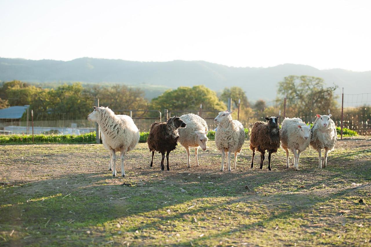  | Rêves de Moutons