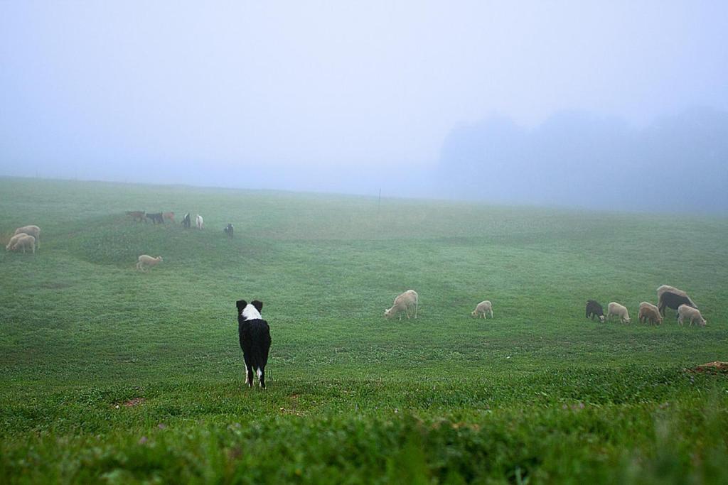  | Rêves de Moutons
