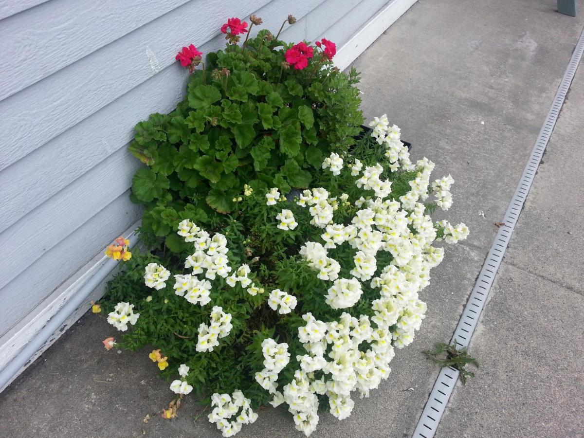 | Fidalgo Country Inn