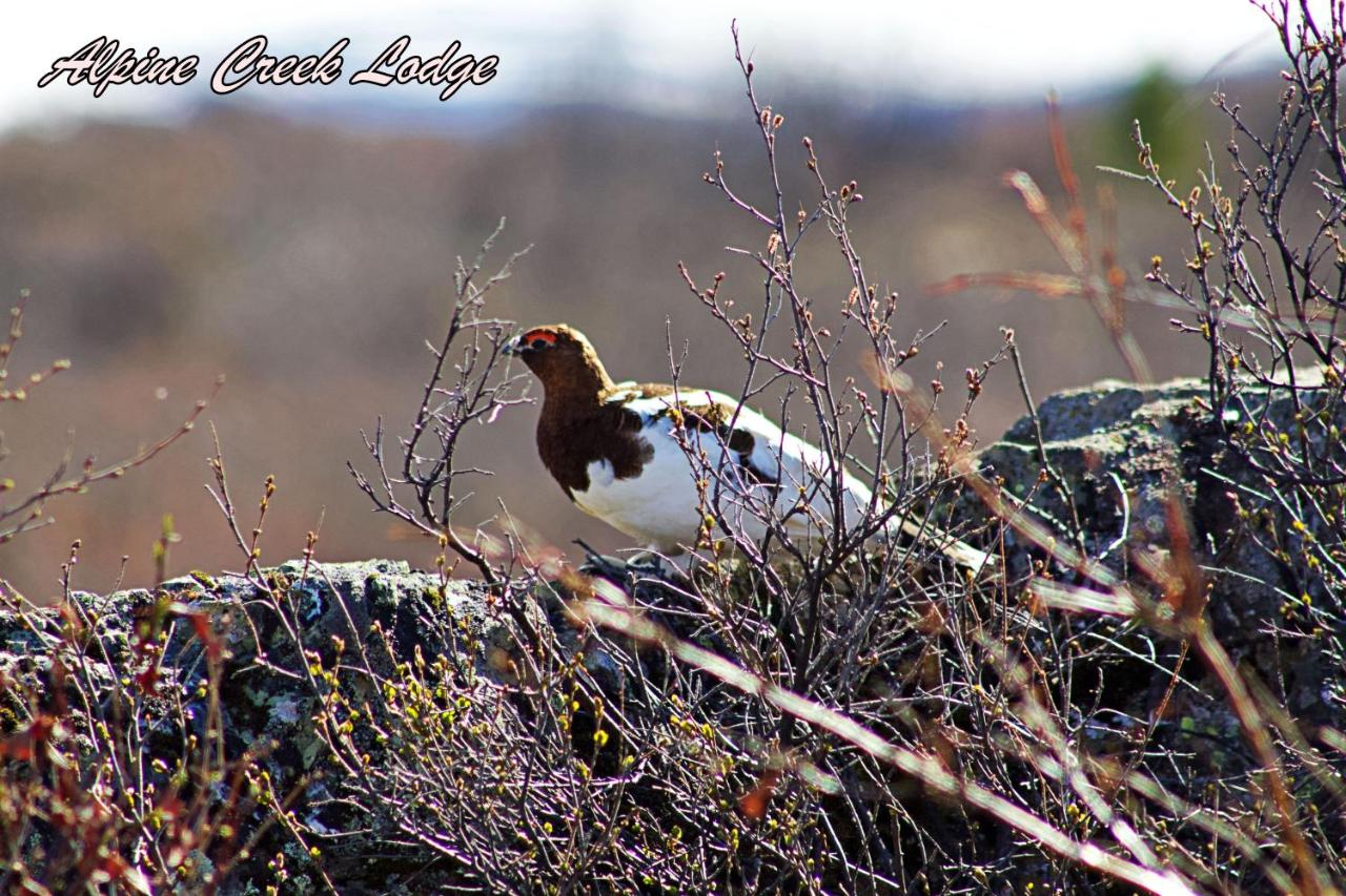 | Alpine Creek Lodge