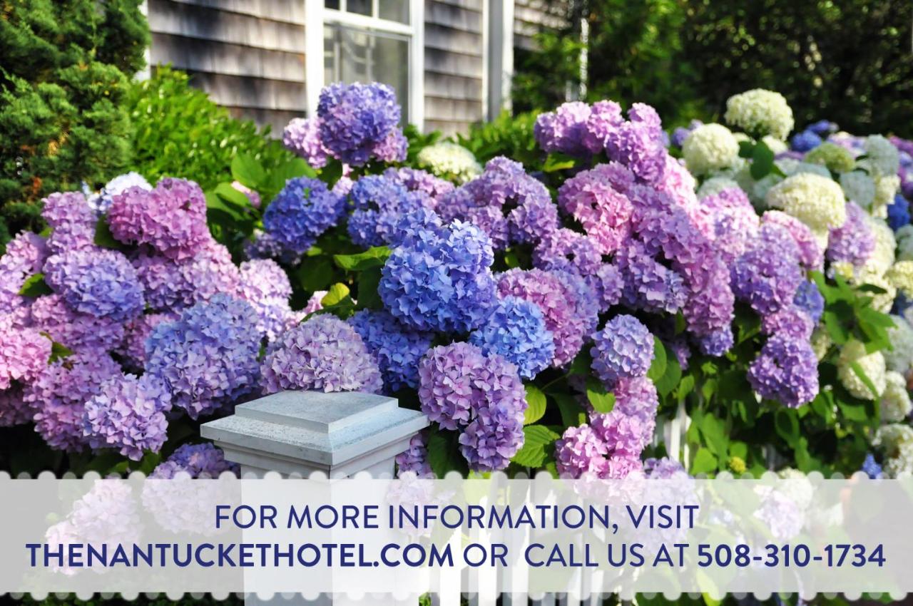 | The Nantucket Hotel & Resort