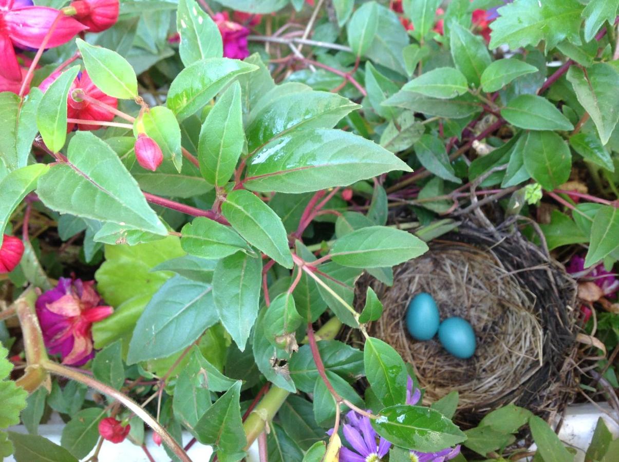 | Robins Nest Bed & Breakfast