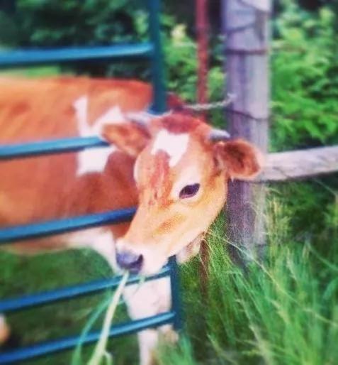 | Netherfield Natural Farm