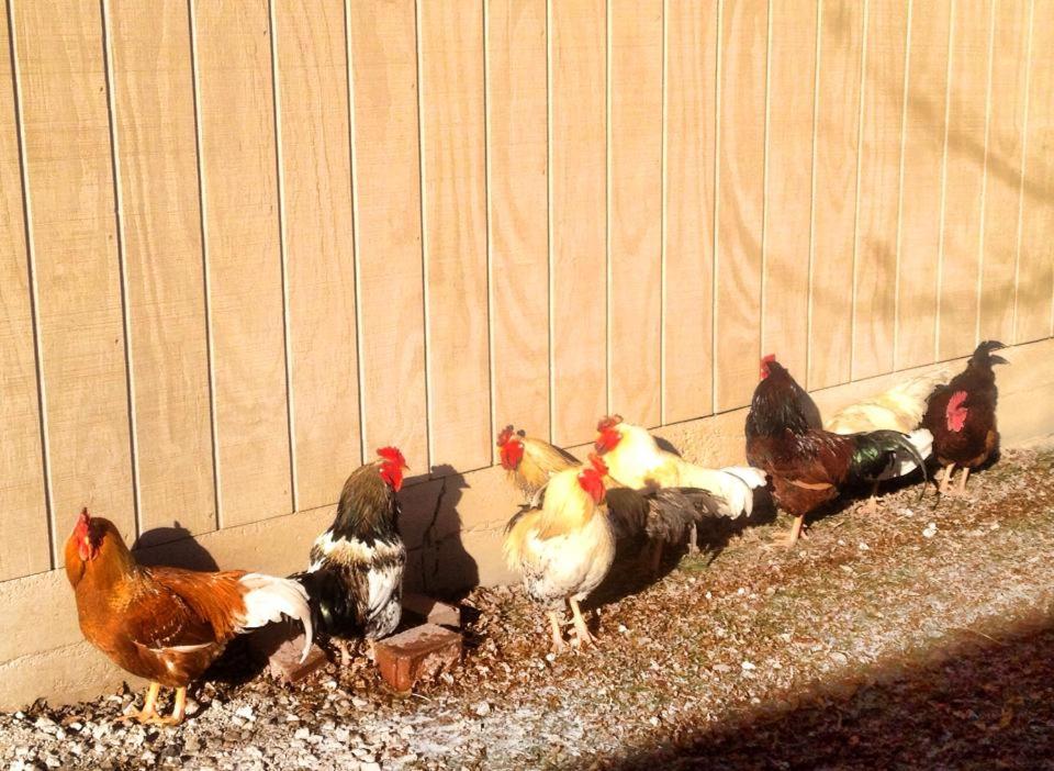 | Netherfield Natural Farm