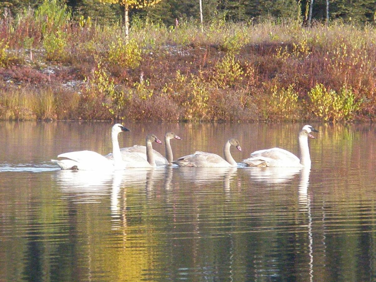 | Talkeetna Lakeside Cabins