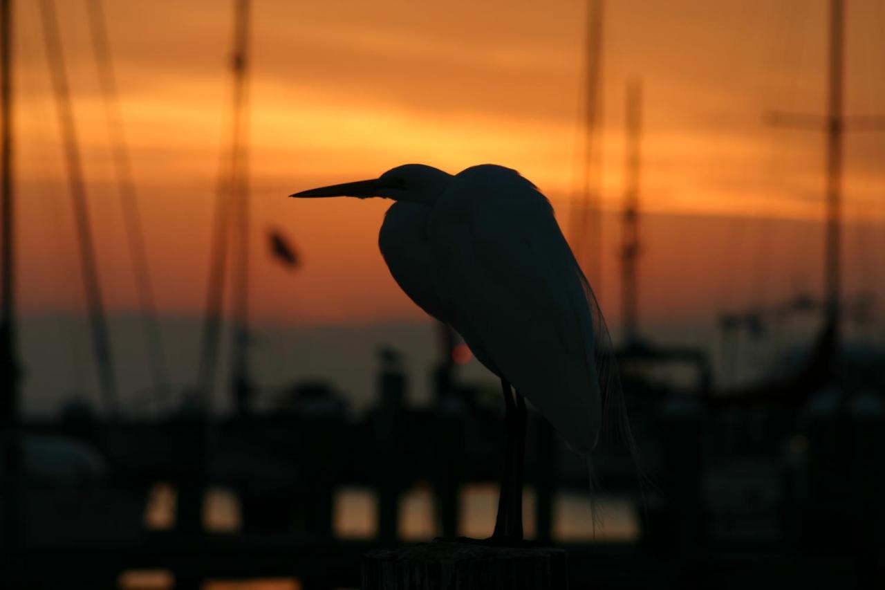 | Whooping Crane Manor B & B