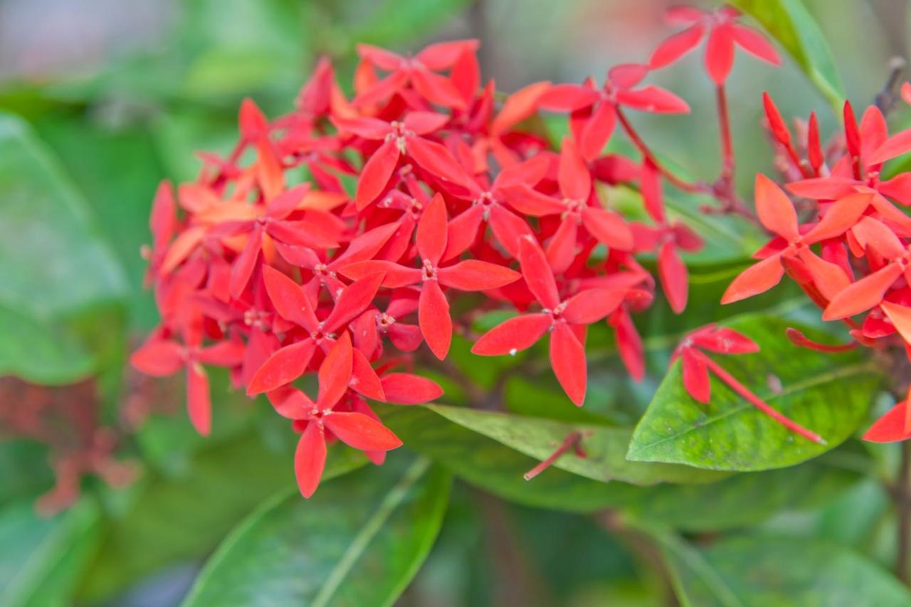 | Simple Kona Guest House