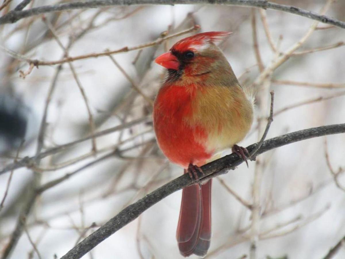 | Hawk Mountain Bed & Breakfast