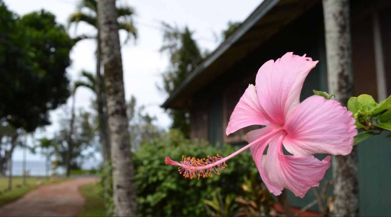 | Backpackers Vacation Inn and Plantation Village