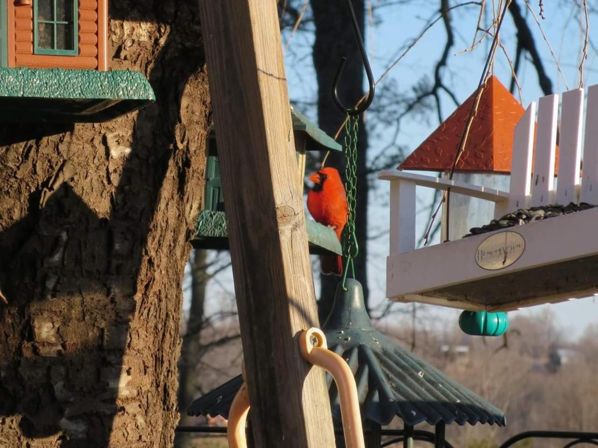 | Blue Ridge Manor Bed and Breakfast