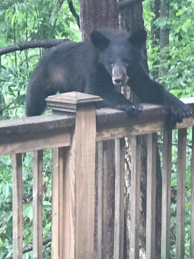 | Lazy Bear Lodge