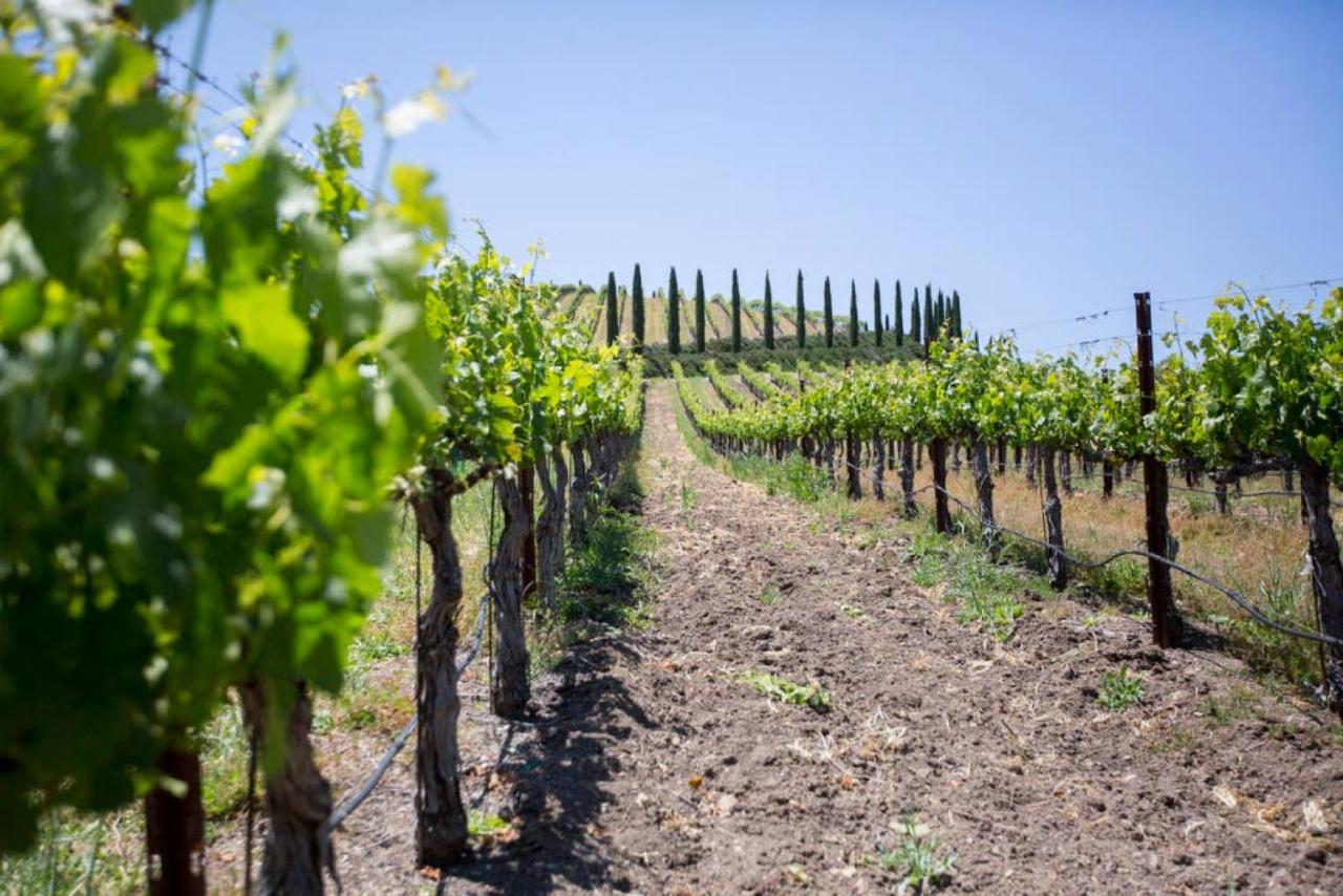 | Aterno Vineyard, Guest House