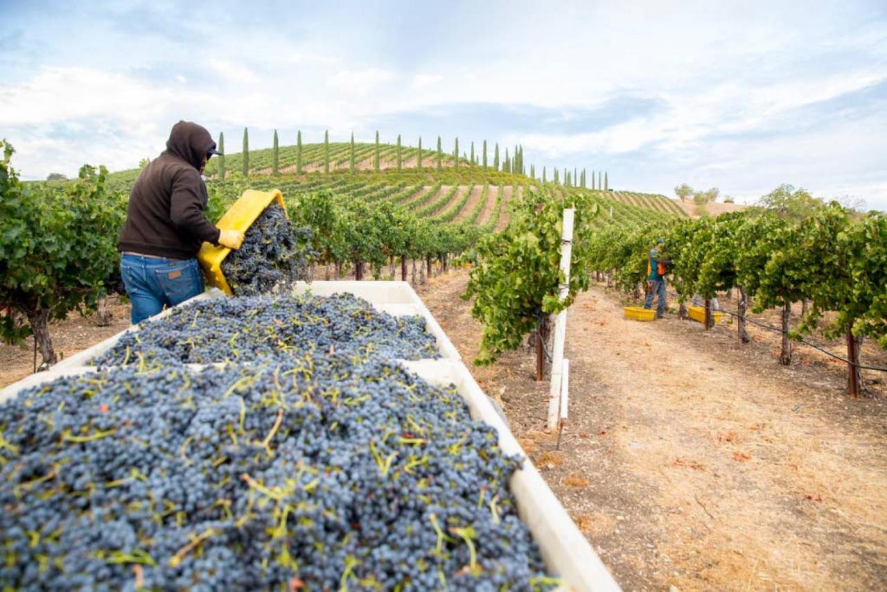 | Aterno Vineyard, Guest House