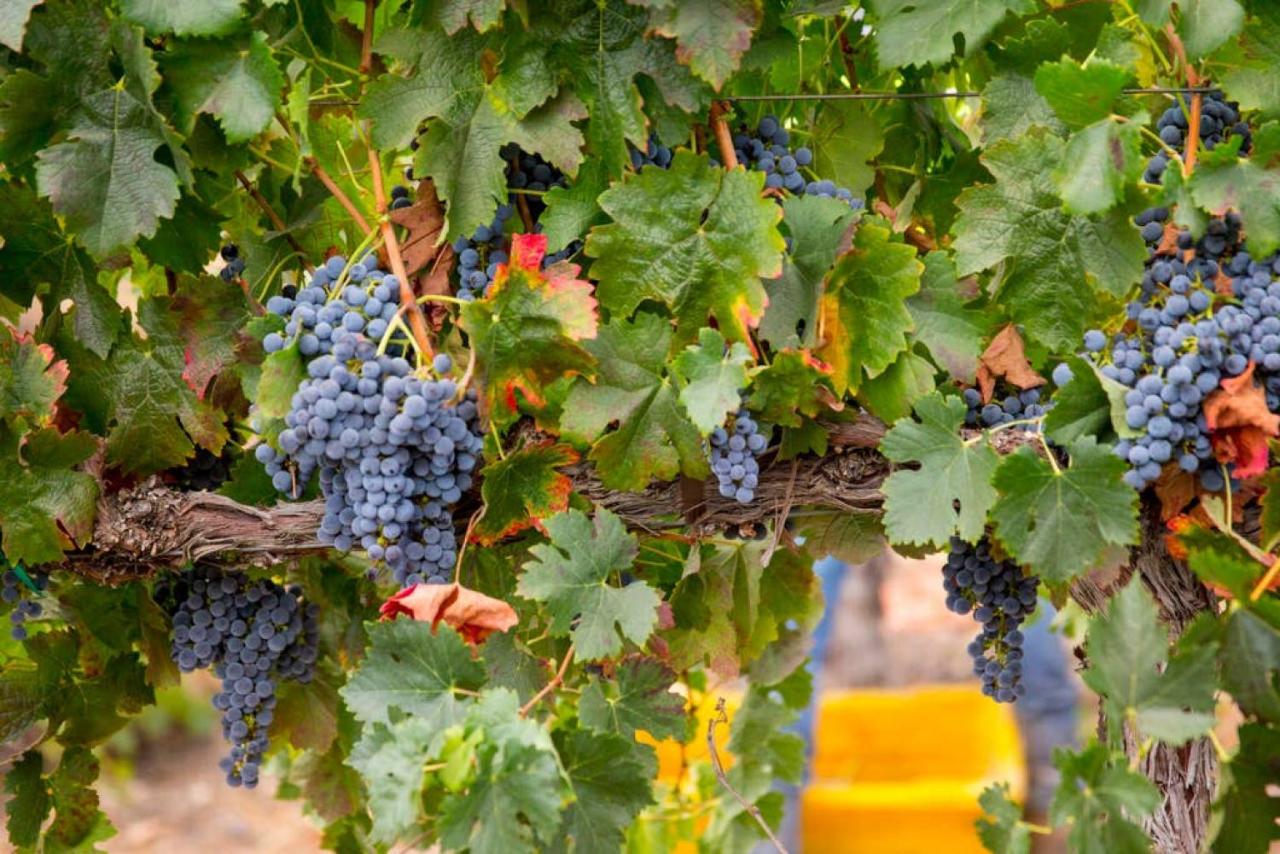  | Aterno Vineyard, Guest House