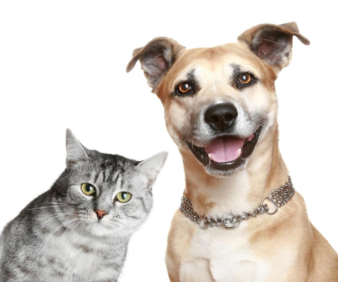 Pet Friendly King Room - Non-Smoking at Bakken Airport XWA Hotel & Studios