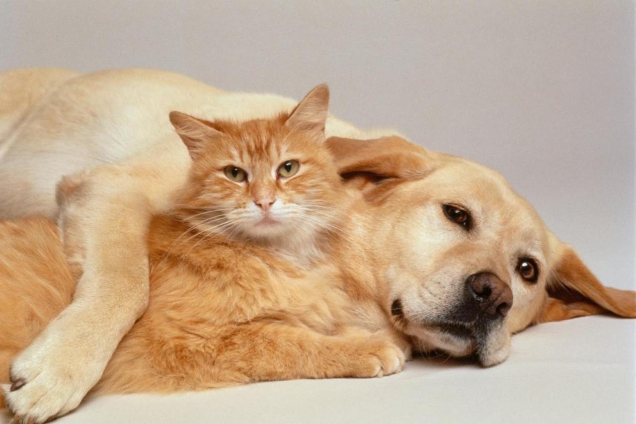 Pet Friendly King Room - Non-Smoking at Bakken Airport XWA Hotel & Studios