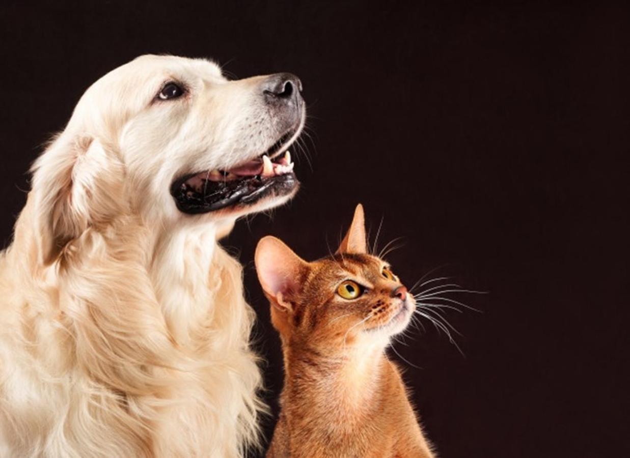 Pet Friendly King Room - Non-Smoking at Bakken Airport XWA Hotel & Studios