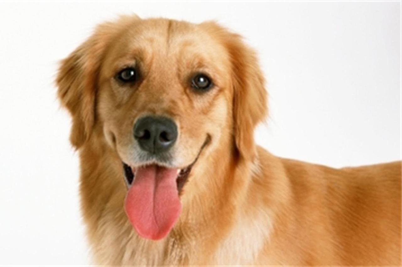 Pet Friendly King Room - Non-Smoking at Bakken Airport XWA Hotel & Studios
