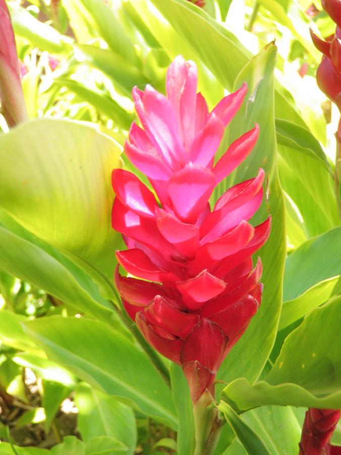 | The West Inn Kauai