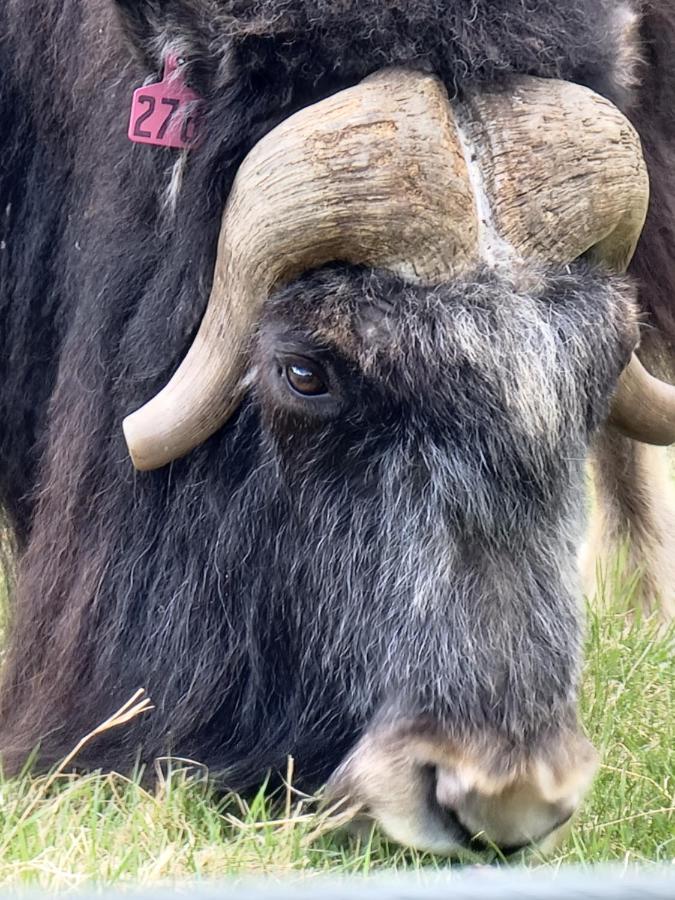 | Alaska Grizzly Lodge