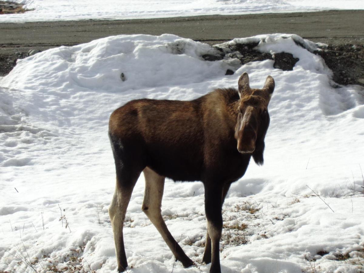 | Antler's Rest Bed and Breakfast