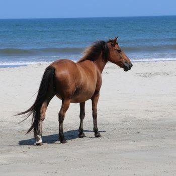 | Wild Horse Inn
