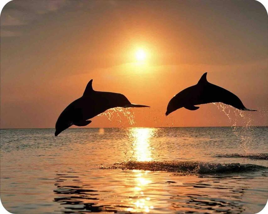  | Tampa Bay Sunset Paradise Dolphin Cove