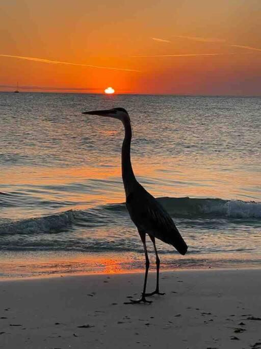  | Tampa Bay Sunset Paradise Dolphin Cove