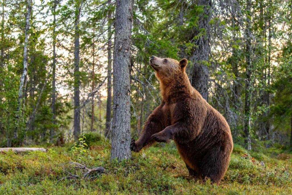 | Bear Tracks