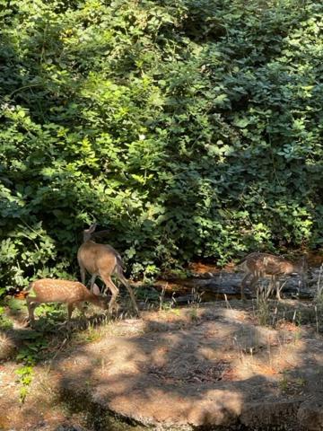 | Glen Ellen Inn Secret Cottages