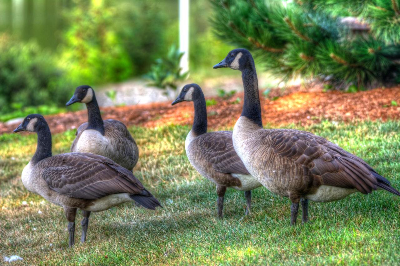 | Alamoosook Lakeside Inn Orland
