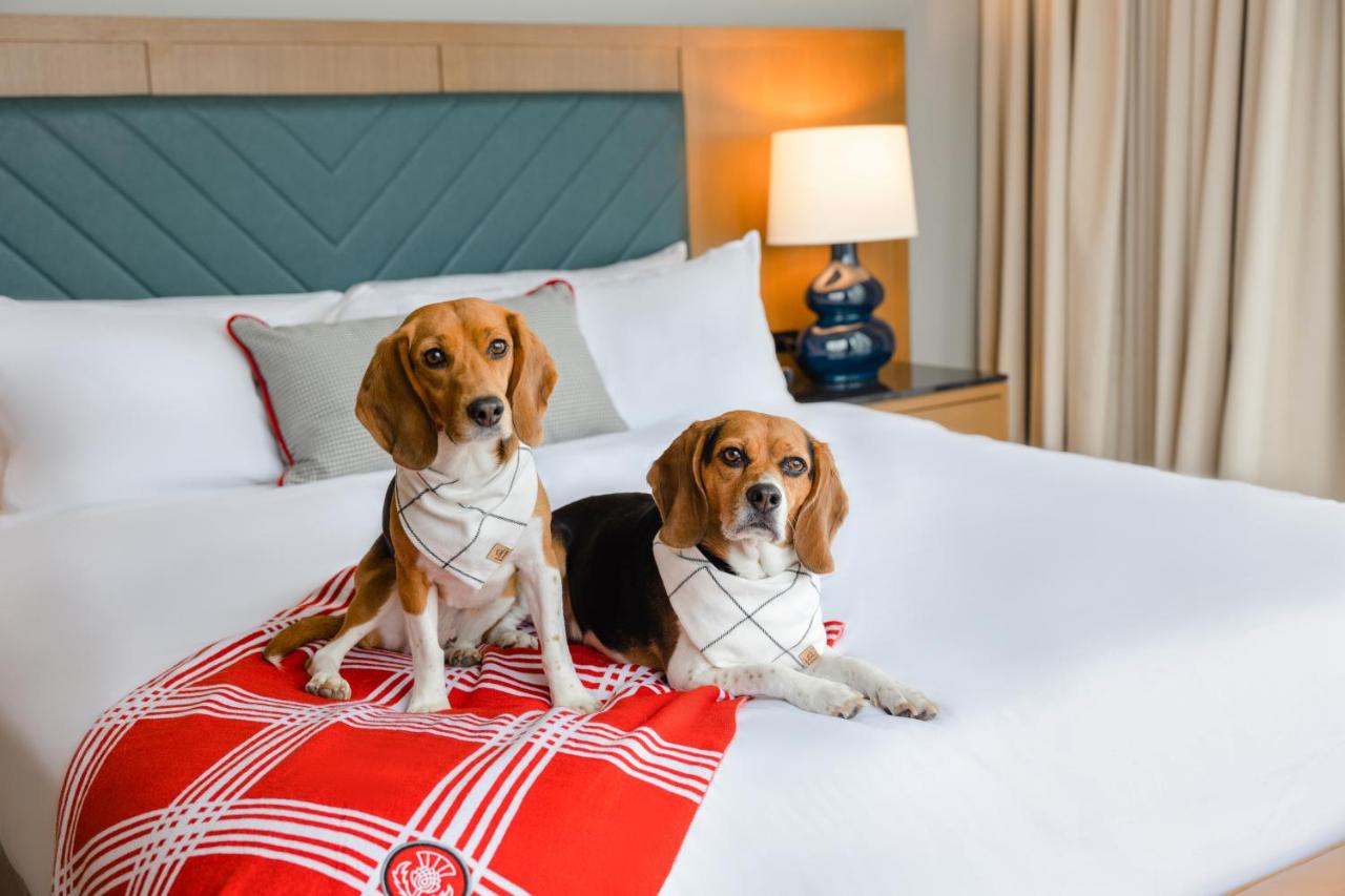 Deluxe Single Room at The Highlander at Radford, Tapestry Collection by Hilton